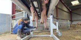 Pig lift in action hooves trimming
